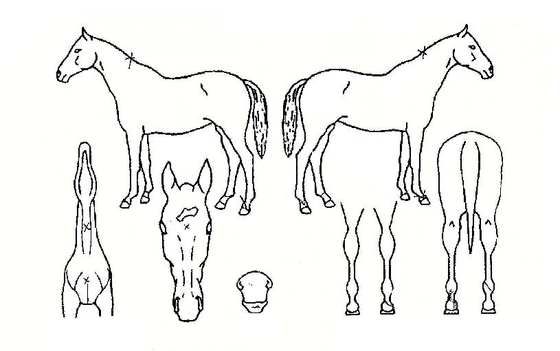 È£°ÉdzÀÇ Ãø¸é,¿ì¸é,µÞ¸é,µÎ»ó,´Ù¸®ÀÇ Æ¯Â¡µµÇØ