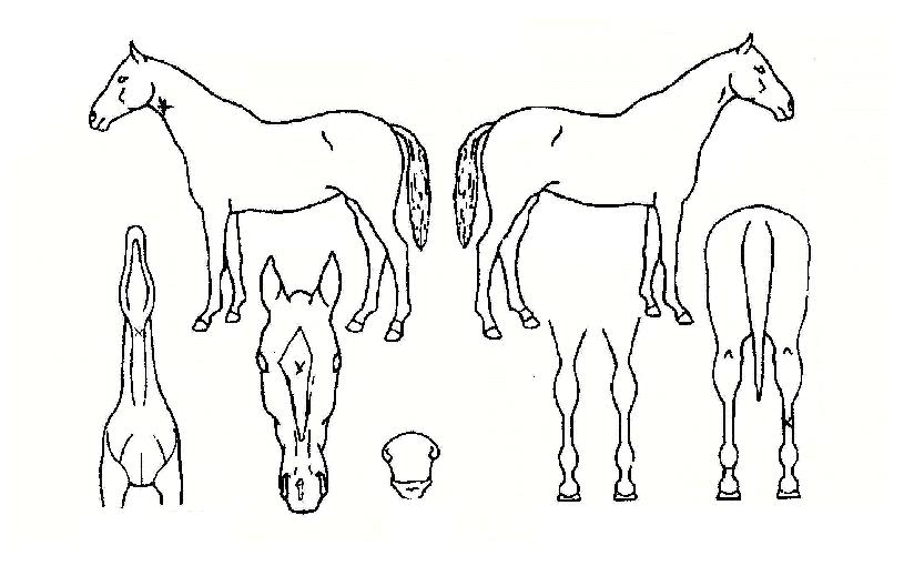 �Ѱ赹���� ����,���,�޸�,�λ�,�ٸ��� Ư¡����