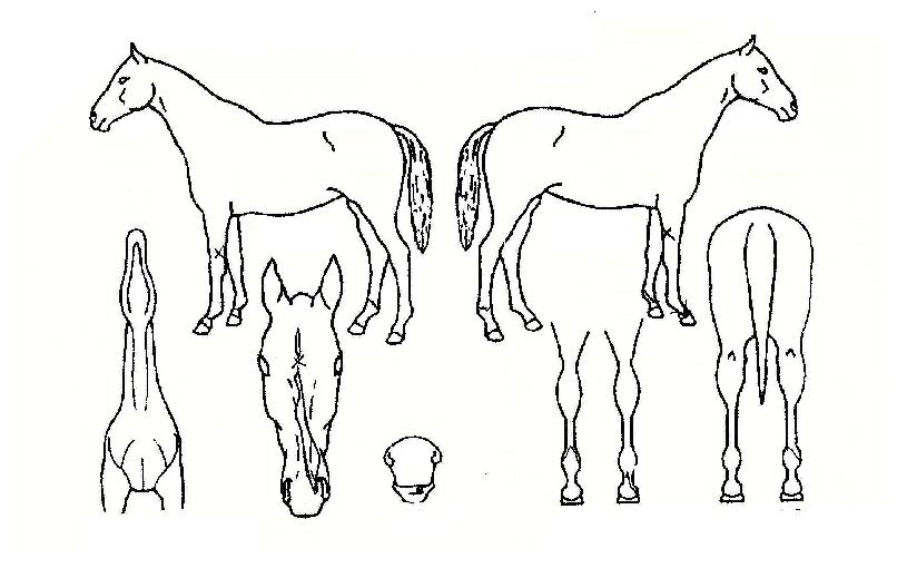 ��ġ������ ����,���,�޸�,�λ�,�ٸ��� Ư¡����