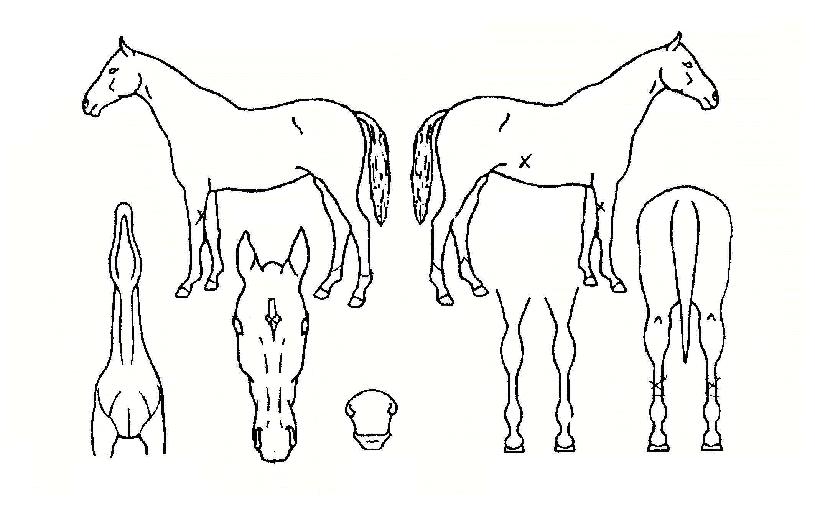 ���������� ����,���,�޸�,�λ�,�ٸ��� Ư¡����