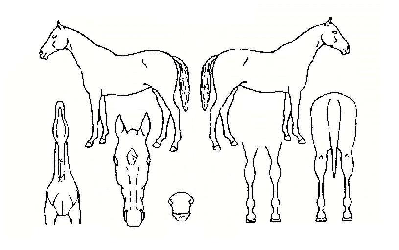 Åޱ׸®ÀÇ Ãø¸é,¿ì¸é,µÞ¸é,µÎ»ó,´Ù¸®ÀÇ Æ¯Â¡µµÇØ