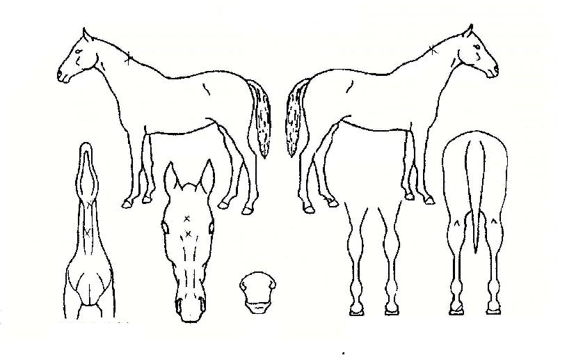 »õº®³¯°³ÀÇ Ãø¸é,¿ì¸é,µÞ¸é,µÎ»ó,´Ù¸®ÀÇ Æ¯Â¡µµÇØ