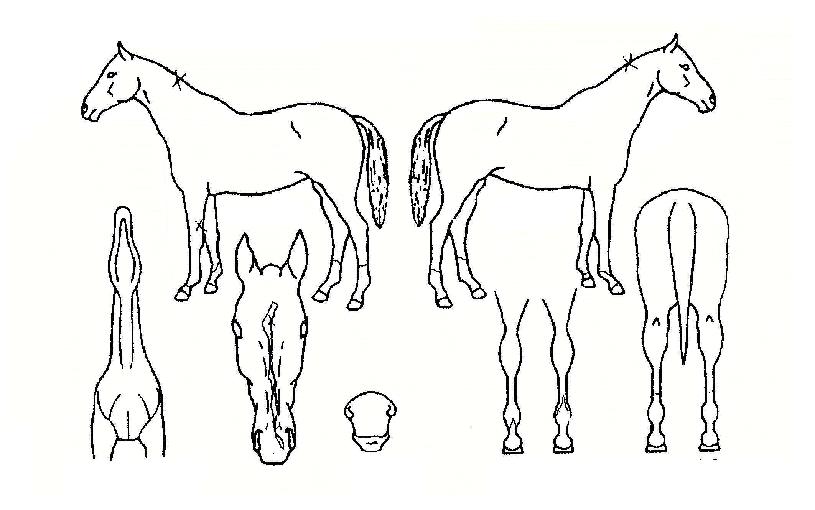 õ��ȣ���� ����,���,�޸�,�λ�,�ٸ��� Ư¡����