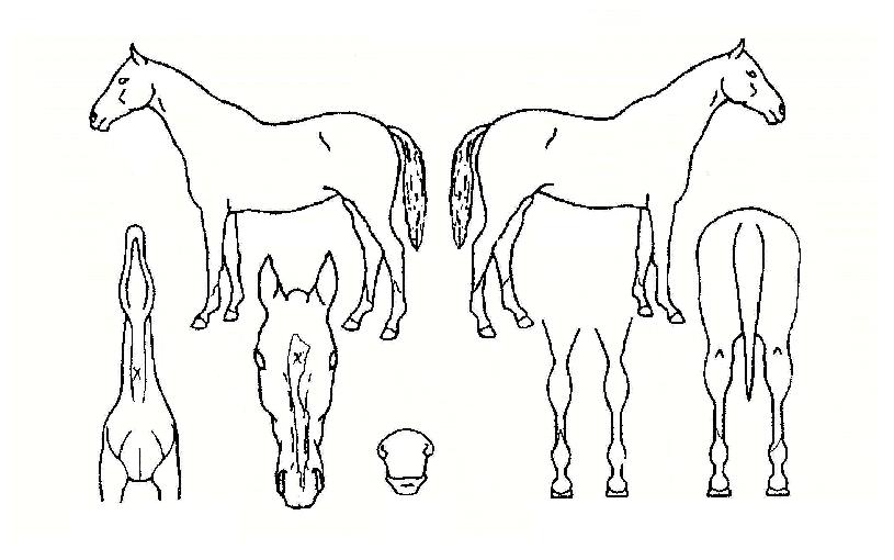 ��հŹ��� ����,���,�޸�,�λ�,�ٸ��� Ư¡����