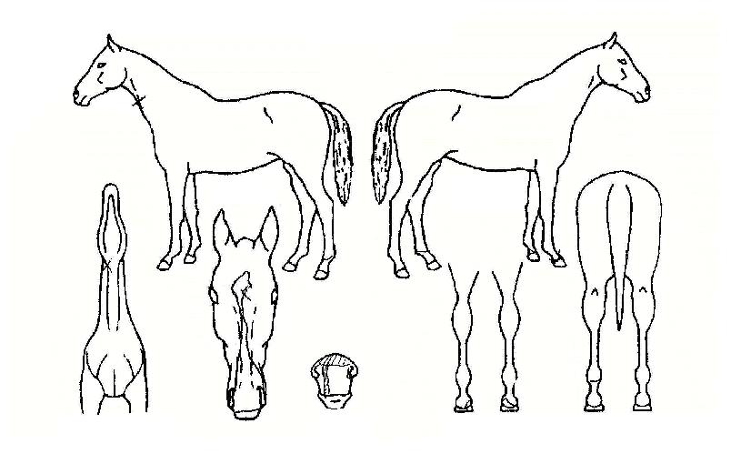 �˱��� ����,���,�޸�,�λ�,�ٸ��� Ư¡����