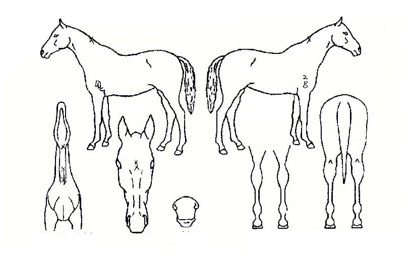 Æ®·ÎÀÌÄ«ÀÇ Ãø¸é,¿ì¸é,µÞ¸é,µÎ»ó,´Ù¸®ÀÇ Æ¯Â¡µµÇØ