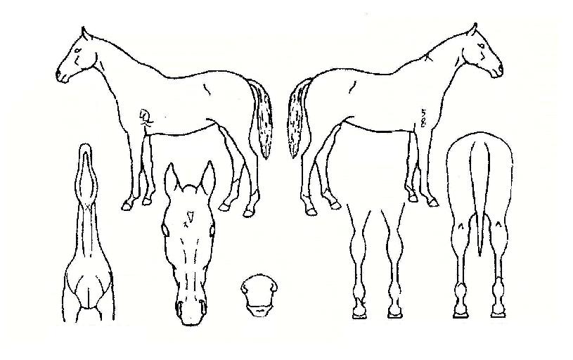 ijÇÇÅнÅÈÀÇ Ãø¸é,¿ì¸é,µÞ¸é,µÎ»ó,´Ù¸®ÀÇ Æ¯Â¡µµÇØ