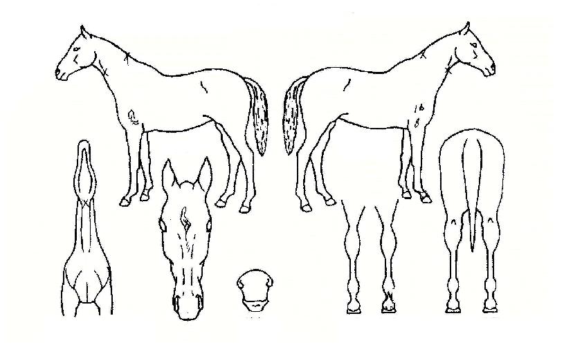 �ູ��ȭ�� ����,���,�޸�,�λ�,�ٸ��� Ư¡����