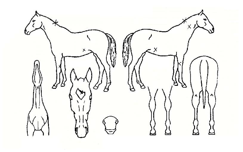 �������� ����,���,�޸�,�λ�,�ٸ��� Ư¡����