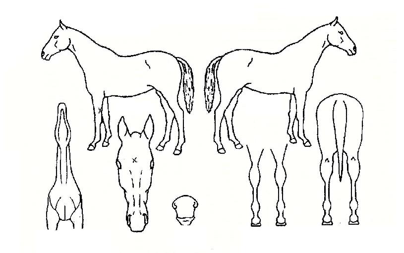 ����Ĺ�� ����,���,�޸�,�λ�,�ٸ��� Ư¡����