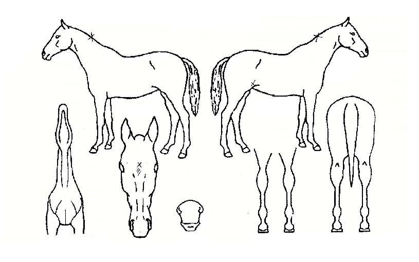 ������������� ����,���,�޸�,�λ�,�ٸ��� Ư¡����