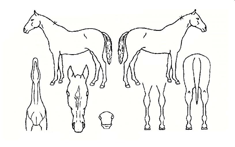 ���̾Ƹ�嵹�ڸ��� ����,���,�޸�,�λ�,�ٸ��� Ư¡����