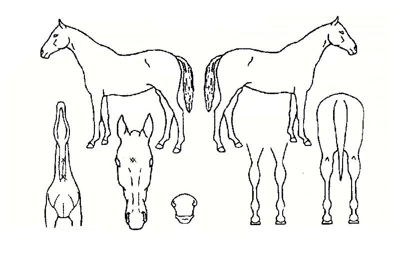 ´õºí½ºÅ¸ÀÇ Ãø¸é,¿ì¸é,µÞ¸é,µÎ»ó,´Ù¸®ÀÇ Æ¯Â¡µµÇØ