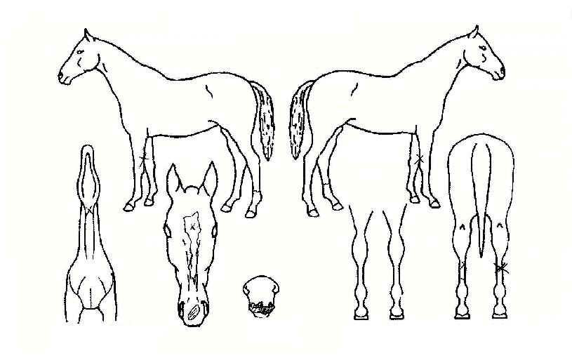 ·Îµå·¯³ÊÀÚ¸¶ÀÇ Ãø¸é,¿ì¸é,µÞ¸é,µÎ»ó,´Ù¸®ÀÇ Æ¯Â¡µµÇØ