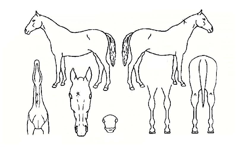 �����ö����ڸ��� ����,���,�޸�,�λ�,�ٸ��� Ư¡����