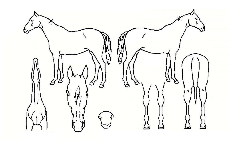 ������ ����,���,�޸�,�λ�,�ٸ��� Ư¡����