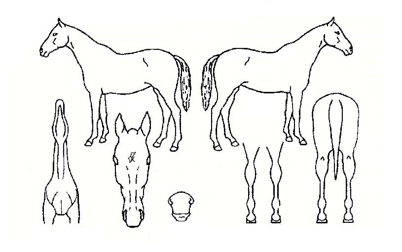 �������ڸ��� ����,���,�޸�,�λ�,�ٸ��� Ư¡����