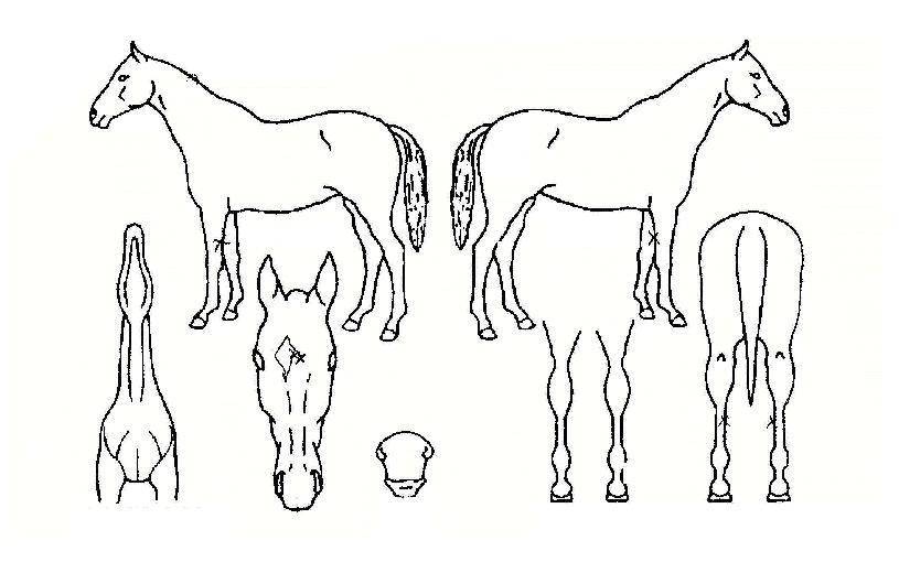 �ӱ��� ����,���,�޸�,�λ�,�ٸ��� Ư¡����