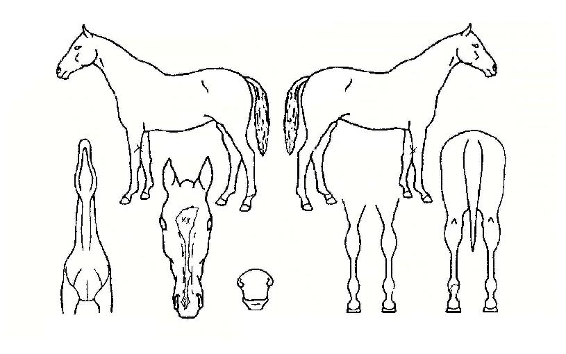 ½º°íÄ«µåÀÚ¸¶ÀÇ Ãø¸é,¿ì¸é,µÞ¸é,µÎ»ó,´Ù¸®ÀÇ Æ¯Â¡µµÇØ