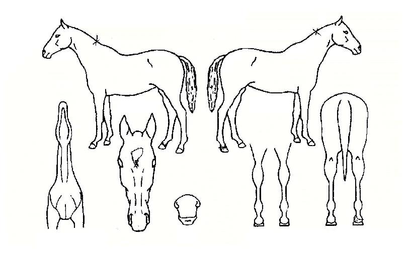 ��õ���� ����,���,�޸�,�λ�,�ٸ��� Ư¡����