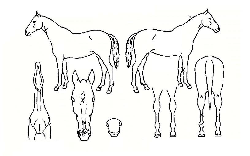 ¿Ã¿À¾î³ª¾Å¾Ü¿ÃÀÚ¸¶ÀÇ Ãø¸é,¿ì¸é,µÞ¸é,µÎ»ó,´Ù¸®ÀÇ Æ¯Â¡µµÇØ