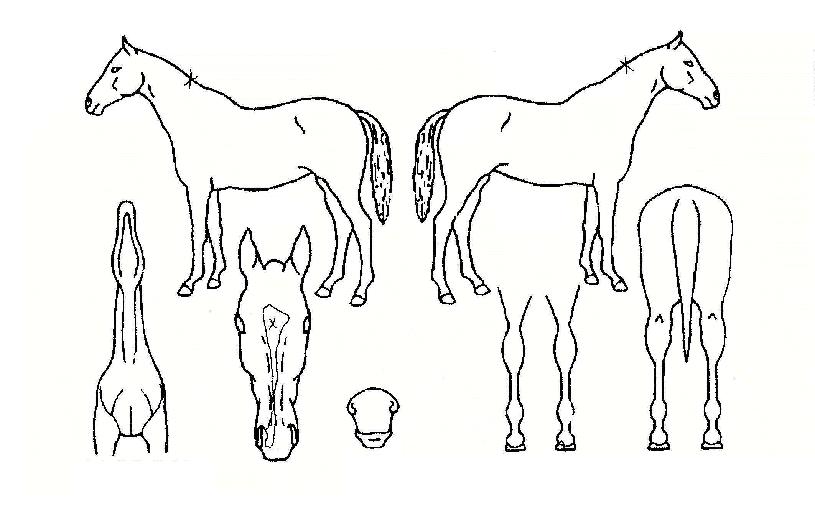 À¯¸²ÀÚ¸¶ÀÇ Ãø¸é,¿ì¸é,µÞ¸é,µÎ»ó,´Ù¸®ÀÇ Æ¯Â¡µµÇØ