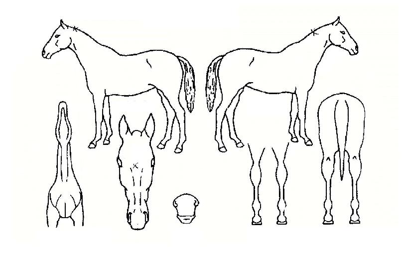 Á®½ºÅͶóÀÌŸÀÓÀÚ¸¶ÀÇ Ãø¸é,¿ì¸é,µÞ¸é,µÎ»ó,´Ù¸®ÀÇ Æ¯Â¡µµÇØ