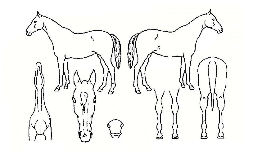 õ�������ڸ��� ����,���,�޸�,�λ�,�ٸ��� Ư¡����