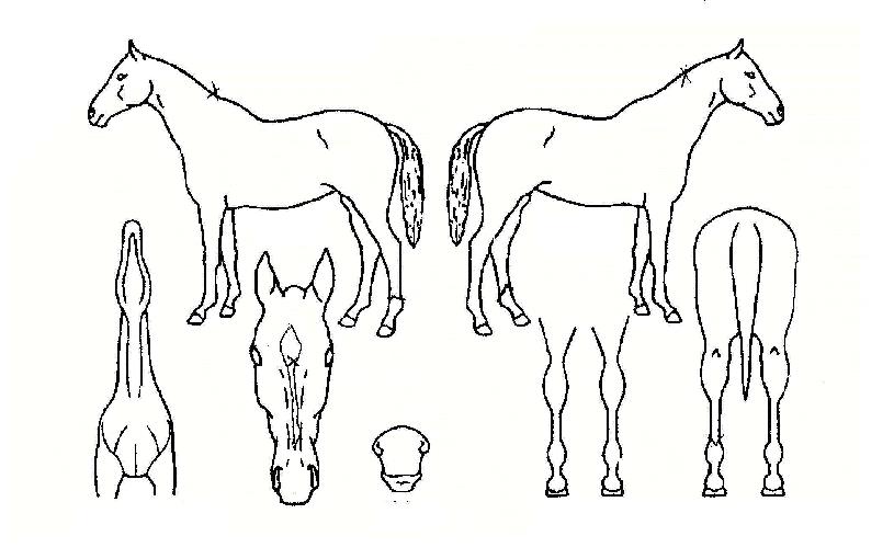 û���ڸ��� ����,���,�޸�,�λ�,�ٸ��� Ư¡����