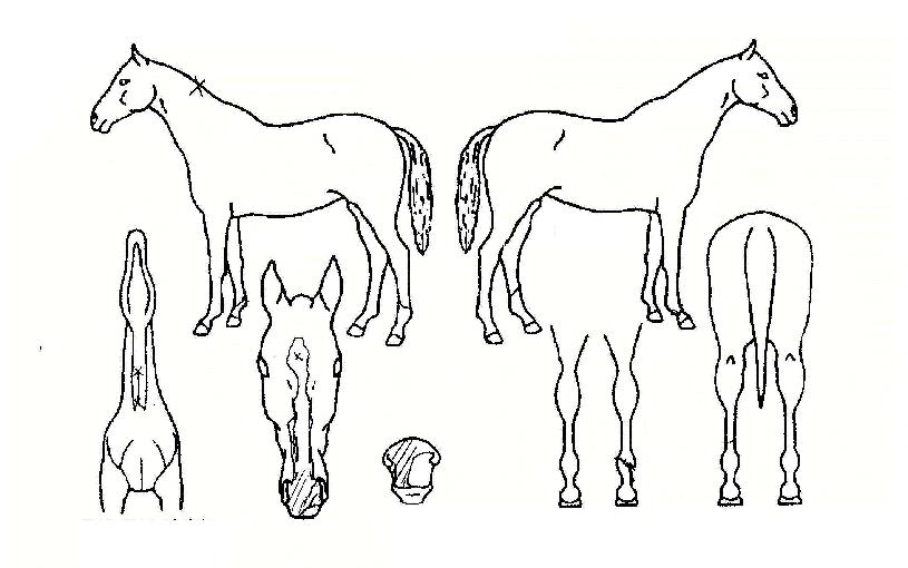 �ľִ��ڸ��� ����,���,�޸�,�λ�,�ٸ��� Ư¡����