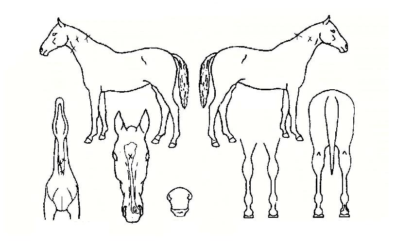 �ص��¾���ڸ��� ����,���,�޸�,�λ�,�ٸ��� Ư¡����