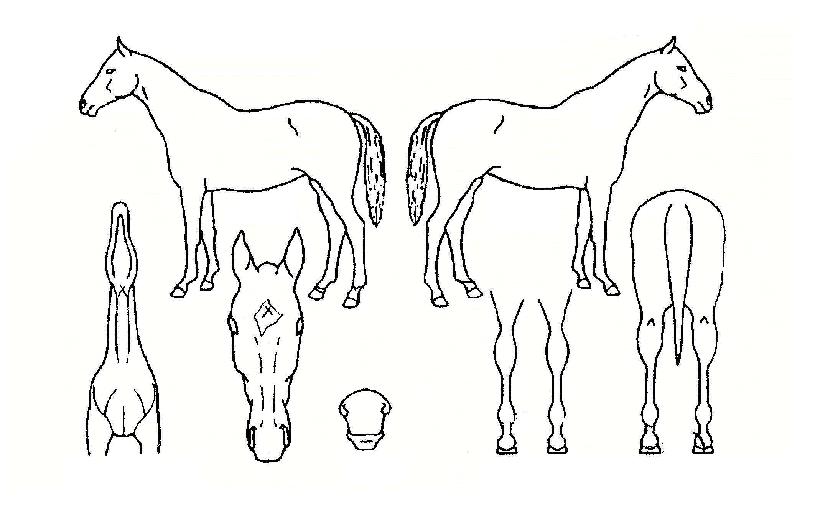 ��ī��Ʈ������ ����,���,�޸�,�λ�,�ٸ��� Ư¡����