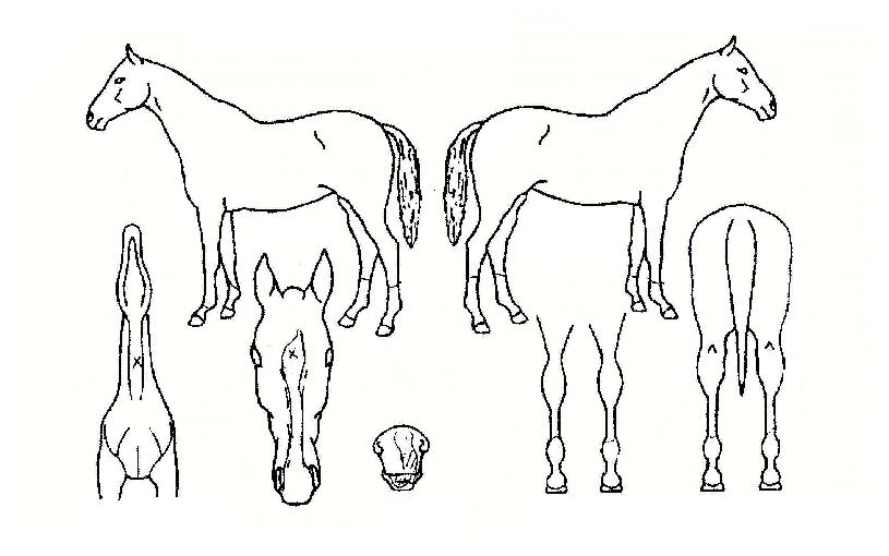 ¸Ó½ºÅÊÅ·ÀÇ Ãø¸é,¿ì¸é,µÞ¸é,µÎ»ó,´Ù¸®ÀÇ Æ¯Â¡µµÇØ