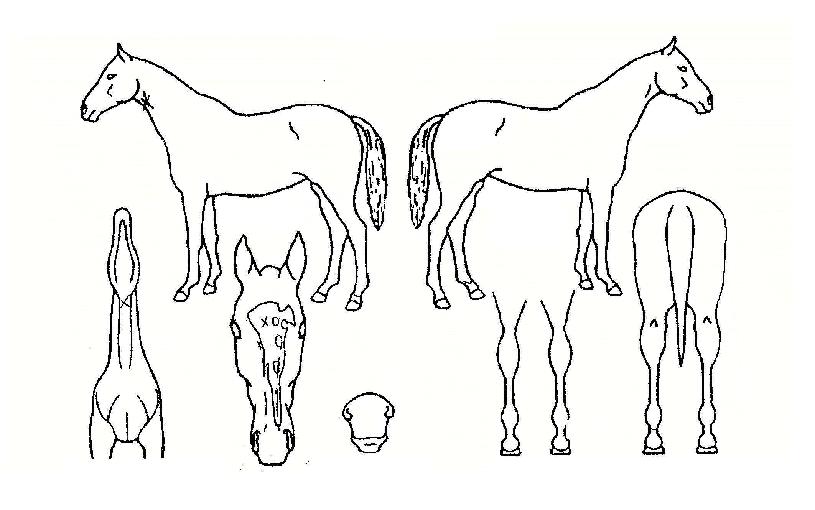 ¸Ó½ºÅÊÄýÀÇ Ãø¸é,¿ì¸é,µÞ¸é,µÎ»ó,´Ù¸®ÀÇ Æ¯Â¡µµÇØ