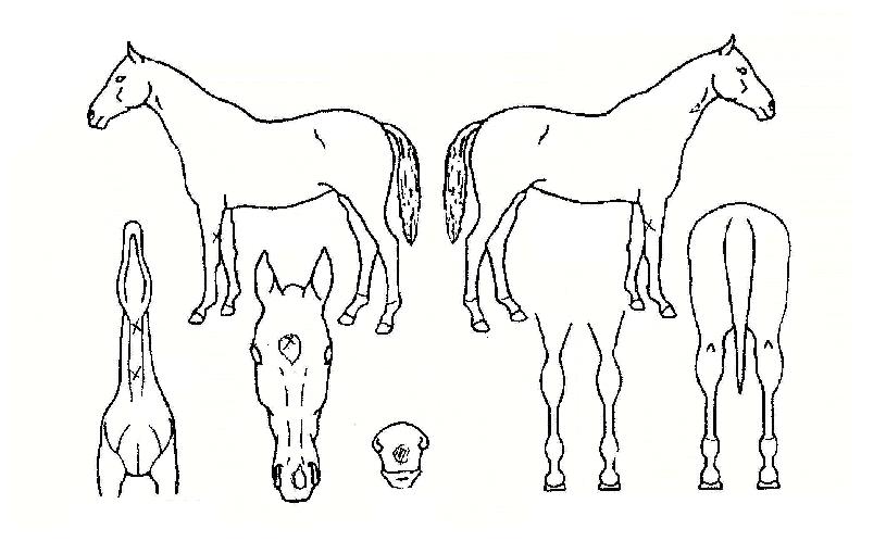 ½ºÄ«ÀÌÆÄÆ®³ÊÀÇ Ãø¸é,¿ì¸é,µÞ¸é,µÎ»ó,´Ù¸®ÀÇ Æ¯Â¡µµÇØ