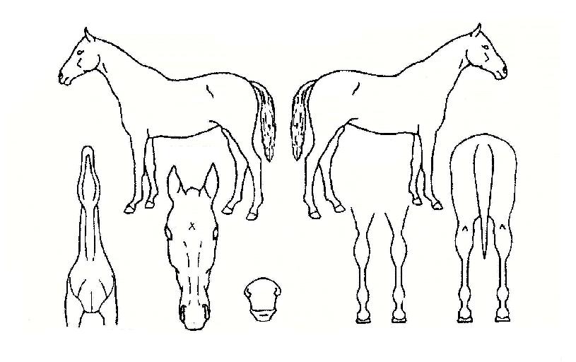 �����Ϸ��ҵ��ڸ��� ����,���,�޸�,�λ�,�ٸ��� Ư¡����