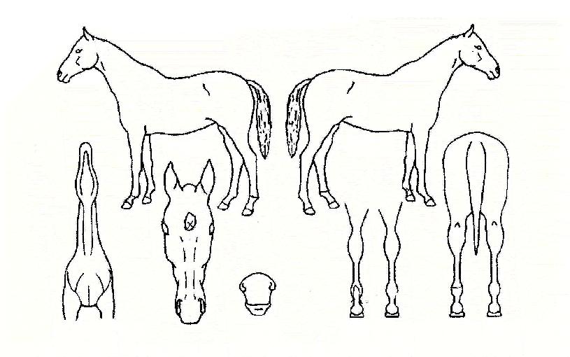 �¹����Ʈ�� ����,���,�޸�,�λ�,�ٸ��� Ư¡����