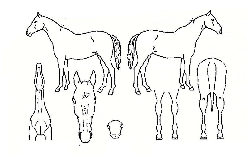 ��Ʋ������ ����,���,�޸�,�λ�,�ٸ��� Ư¡����