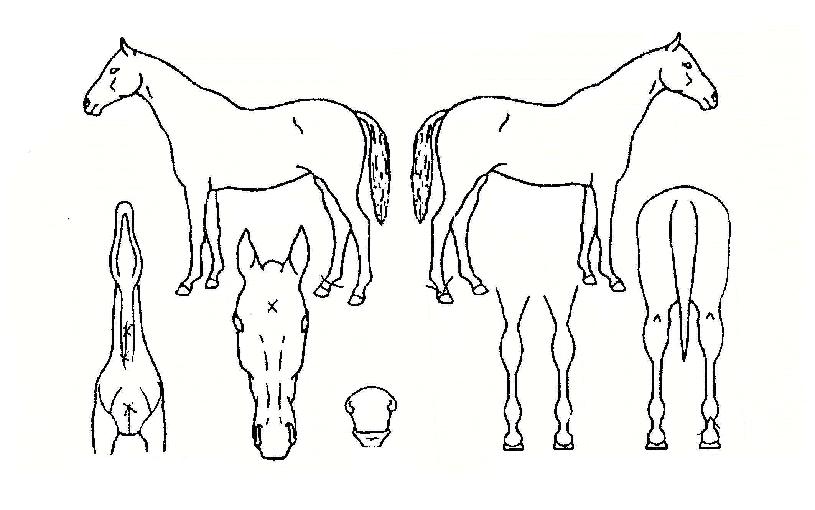 �����Ŀ��� ����,���,�޸�,�λ�,�ٸ��� Ư¡����