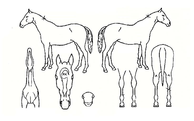 ¸®Æ²Ã¨ÇÁÀÇ Ãø¸é,¿ì¸é,µÞ¸é,µÎ»ó,´Ù¸®ÀÇ Æ¯Â¡µµÇØ