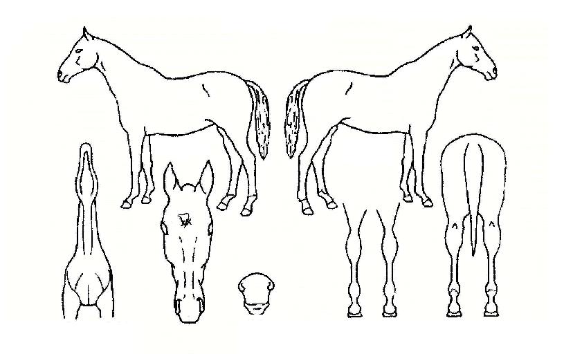 ´ë½Âº¸¹èÀÇ Ãø¸é,¿ì¸é,µÞ¸é,µÎ»ó,´Ù¸®ÀÇ Æ¯Â¡µµÇØ