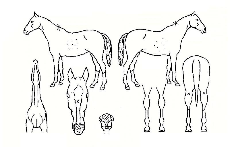 �������� ����,���,�޸�,�λ�,�ٸ��� Ư¡����