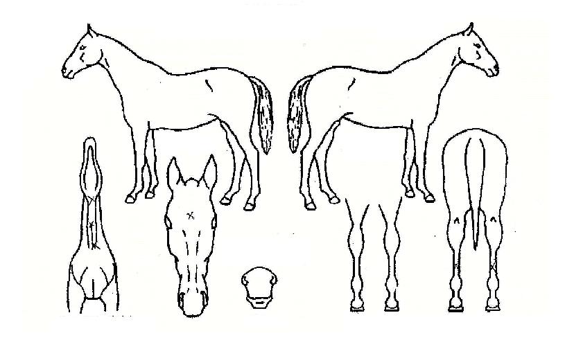 ������ε��� ����,���,�޸�,�λ�,�ٸ��� Ư¡����