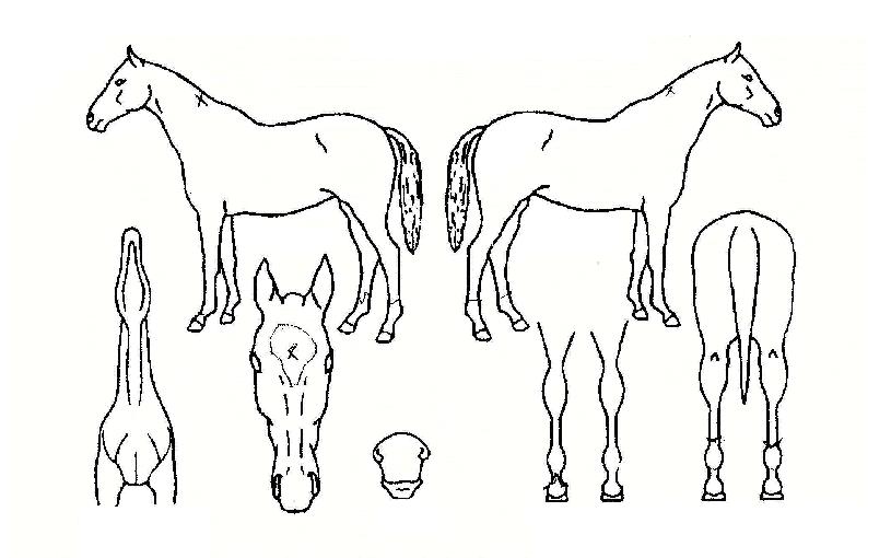 °úõÀDzÞÀÇ Ãø¸é,¿ì¸é,µÞ¸é,µÎ»ó,´Ù¸®ÀÇ Æ¯Â¡µµÇØ