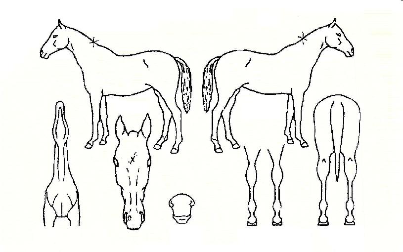 °¡¼Óµ¹ÆÄÀÇ Ãø¸é,¿ì¸é,µÞ¸é,µÎ»ó,´Ù¸®ÀÇ Æ¯Â¡µµÇØ