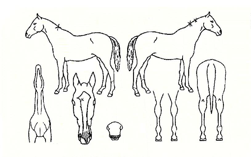 ´Þ¸®ÀÚÀÇ Ãø¸é,¿ì¸é,µÞ¸é,µÎ»ó,´Ù¸®ÀÇ Æ¯Â¡µµÇØ