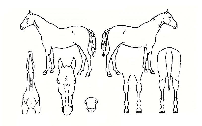 ����ƾ�� ����,���,�޸�,�λ�,�ٸ��� Ư¡����