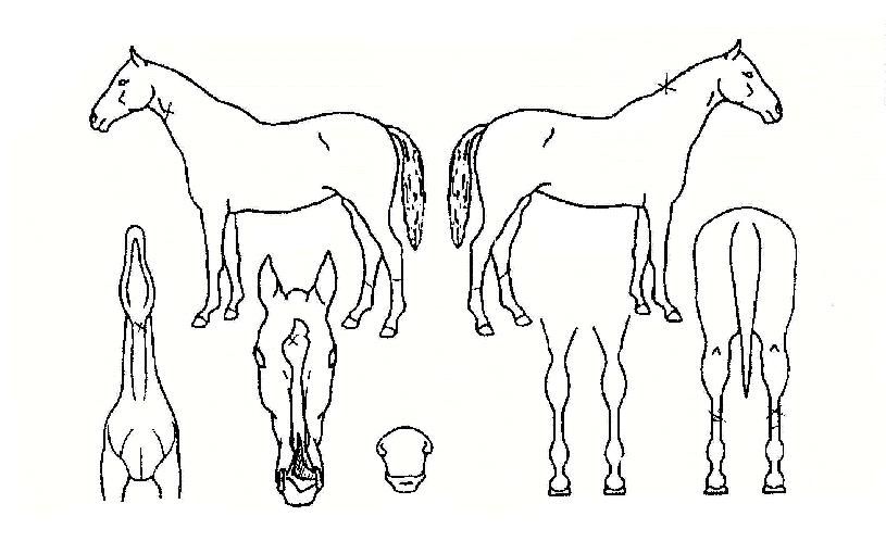 ��극�̵��� ����,���,�޸�,�λ�,�ٸ��� Ư¡����