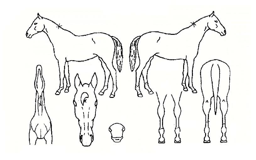 �������� ����,���,�޸�,�λ�,�ٸ��� Ư¡����