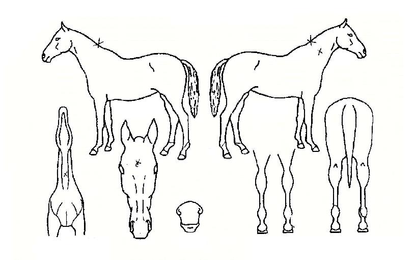 �ö��̿������� ����,���,�޸�,�λ�,�ٸ��� Ư¡����